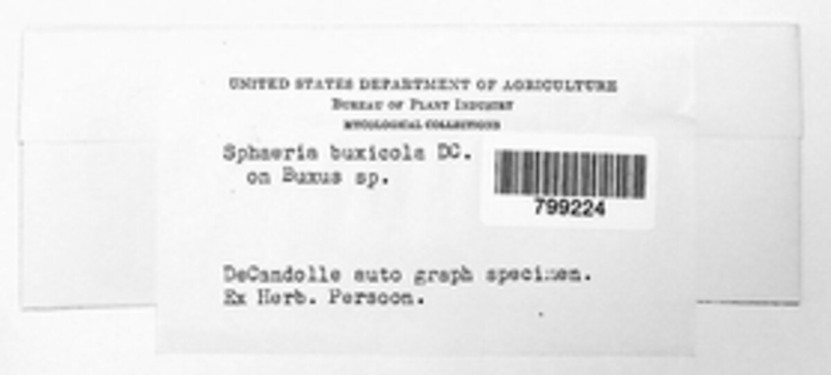 Mycosphaerella image
